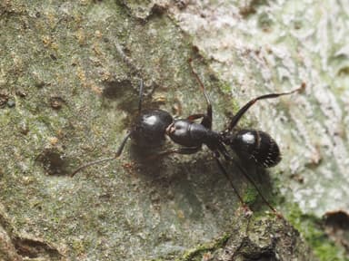 Camponotus caryae photo 75