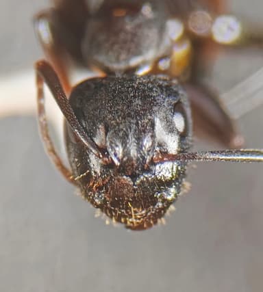 Camponotus caryae photo 76