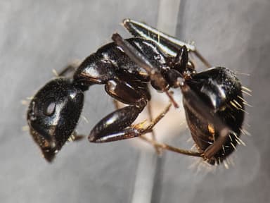 Camponotus caryae photo 77