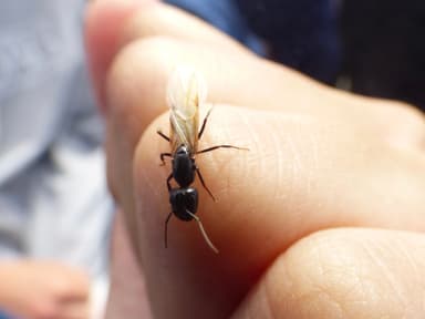 Camponotus caryae photo 78