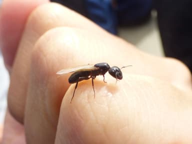 Camponotus caryae photo 79