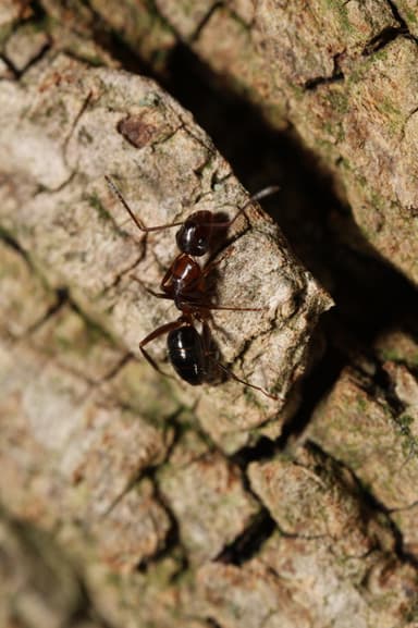 Camponotus caryae photo 82