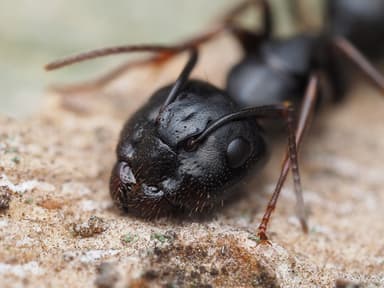 Camponotus caryae photo 83