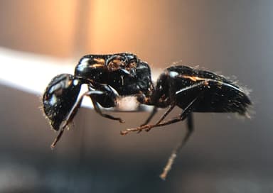 Camponotus caryae photo 84