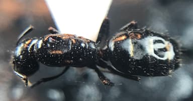 Camponotus caryae photo 86