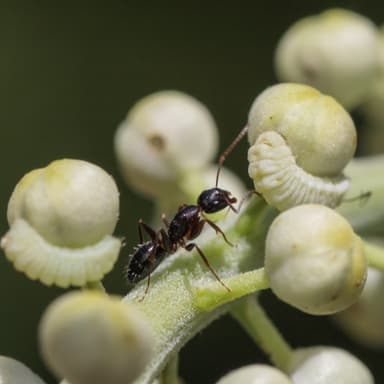 Camponotus caryae photo 87