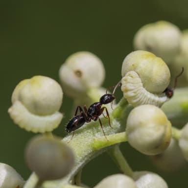 Camponotus caryae photo 88