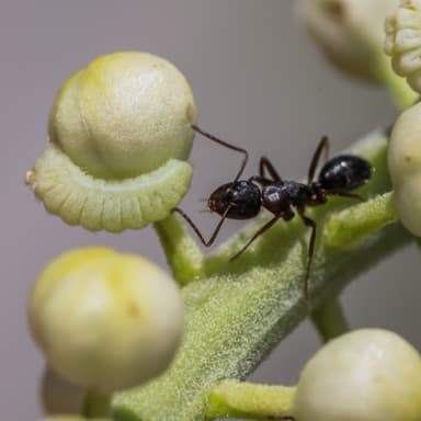 Camponotus caryae photo 89