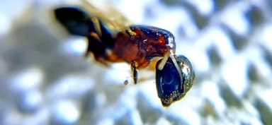 Camponotus caryae photo 90