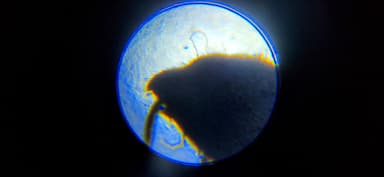 Camponotus caryae photo 91