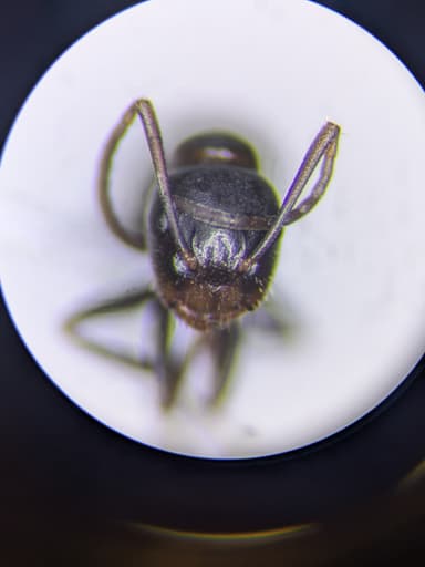 Camponotus caryae photo 93