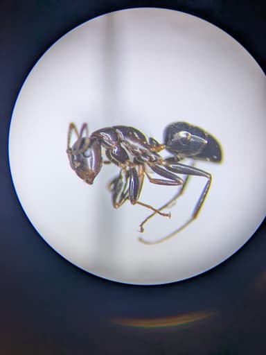 Camponotus caryae photo 94