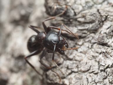 Camponotus caryae photo 95