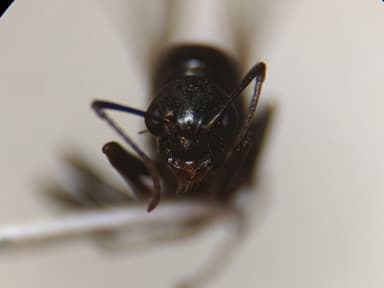 Camponotus caryae photo 98