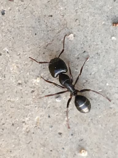 Camponotus caryae photo 99