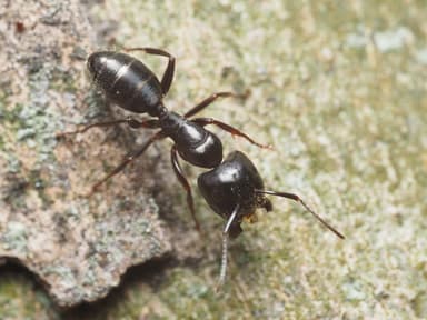Camponotus caryae photo 101