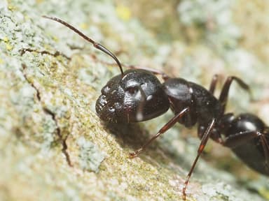 Camponotus caryae photo 102