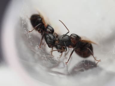 Camponotus caryae photo 103