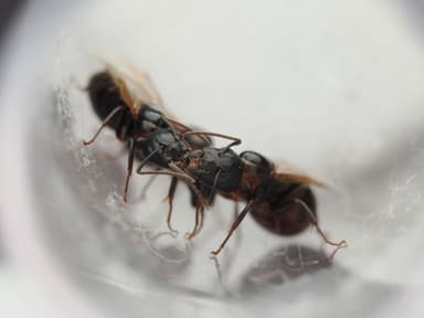 Camponotus caryae photo 107