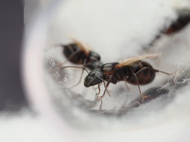 Camponotus caryae photo 109