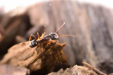 Camponotus caryae photo 111