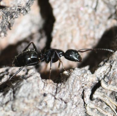 Camponotus caryae photo 112