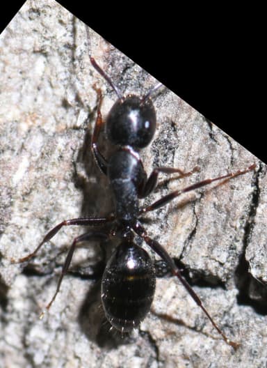 Camponotus caryae photo 114
