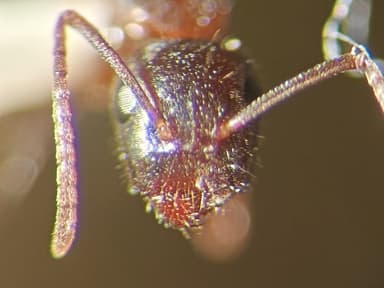 Camponotus caryae photo 115