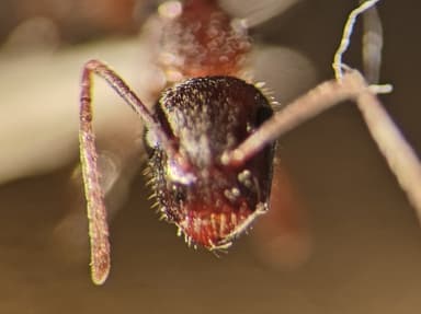 Camponotus caryae photo 117