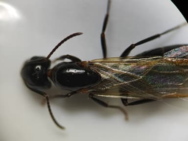 Camponotus caryae photo 118