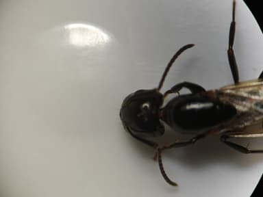 Camponotus caryae photo 119