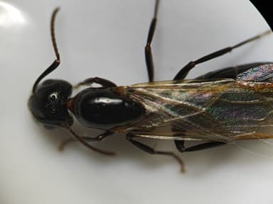 Camponotus caryae photo 120
