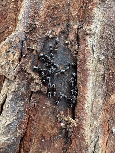 Camponotus caryae photo 123