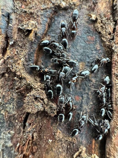 Camponotus caryae photo 124
