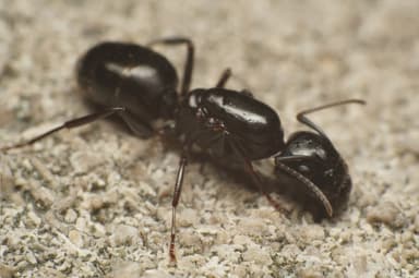 Camponotus caryae photo 125
