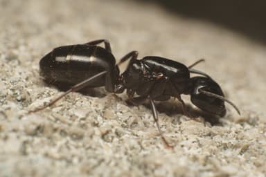 Camponotus caryae photo 126