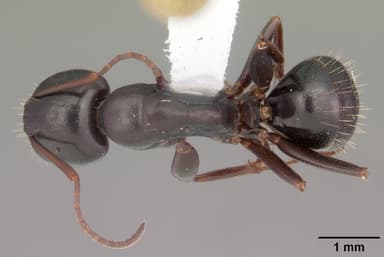 Camponotus caryae — queen photo 1
