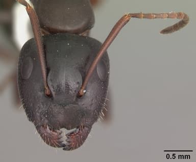 Camponotus caryae — queen photo 3