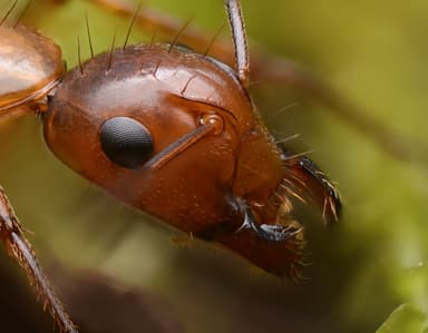 Camponotus castaneus photo 28