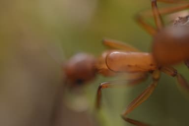 Camponotus castaneus photo 29