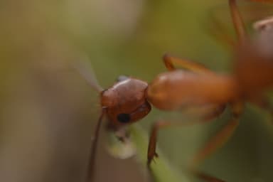 Camponotus castaneus photo 30