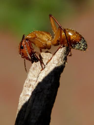 Camponotus castaneus photo 31