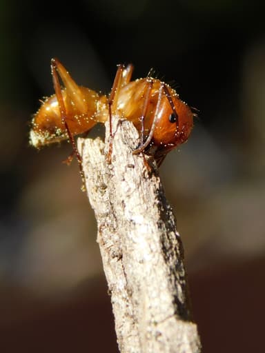 Camponotus castaneus photo 32