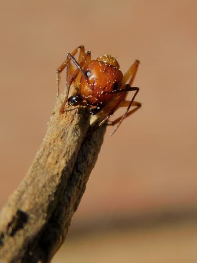 Camponotus castaneus photo 33