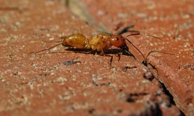 Camponotus castaneus photo 34