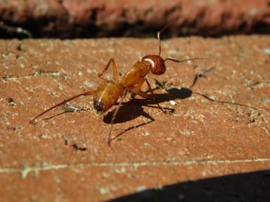 Camponotus castaneus photo 35