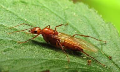 Camponotus castaneus photo 36