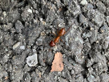 Camponotus castaneus photo 37