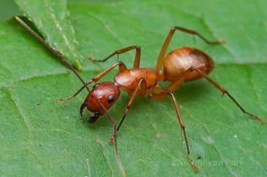 Camponotus castaneus photo 46