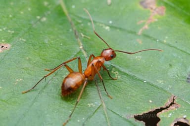 Camponotus castaneus photo 47